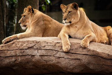 lion and lioness