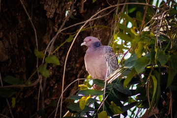 pigeon on a branch