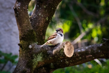 great tit parus major