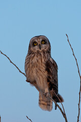 Short-eared Owl taken in central MN in the wild