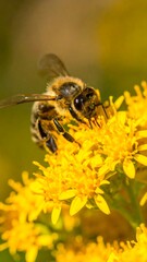 Close-up bee on yellow flower