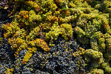 Naklejka premium Fresh Dark Purple Grapes Closeup – Harvest, Vineyard and Wine Concept