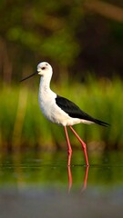 Black-winged stilt wading in shallow water (1)