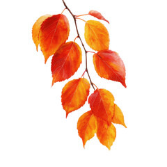 Naklejka premium Bright orange and red leaves on a branch showcase autumn's vibrant colors in a natural setting