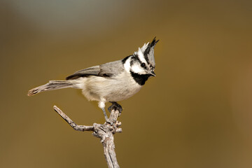 Bridled Titmouse taken in SE Arizona in the wild