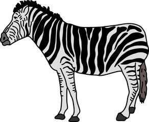 zebra cartoon hand-drawn drawing. © Akash