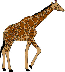 giraffe cartoon-style drawing 