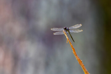 Serial. Slaty Skimmer (Libellula incesta), a common species of dragonfly, particularly the mature male, identifiable by its greyish-blue body and dark eyes