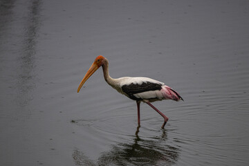 Painted Stork bird finding for fish inside the pond