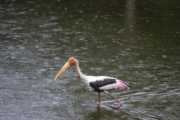 Painted Stork bird finding for fish inside the pond
