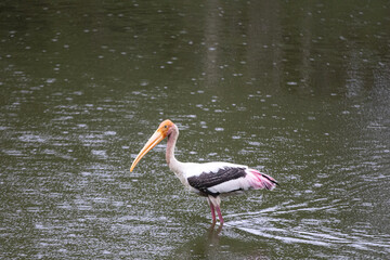 Painted Stork bird finding for fish inside the pond
