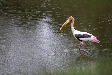 Painted Stork bird finding for fish inside the pond