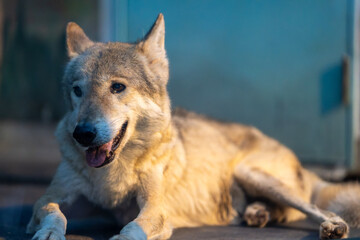 凛とした眼差しのオオカミのクローズアップ