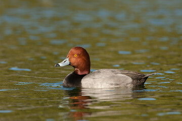 Redhead duck taken in SE Arizona