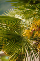 Palmwedel im Sonnenlicht – Natürliche Tropen-Stimmung