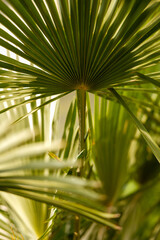 Palmwedel im Sonnenlicht – Natürliche Tropen-Stimmung