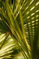 Palmwedel im Sonnenlicht – Natürliche Tropen-Stimmung