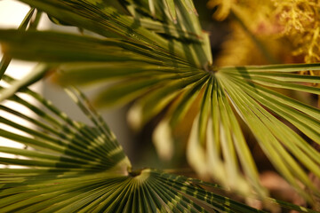 Palmwedel im Sonnenlicht – Natürliche Tropen-Stimmung