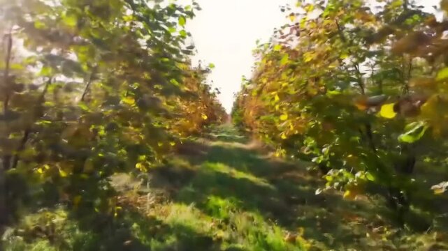 Autumnal Hazelnut Orchard Path