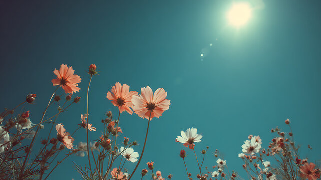 Peach and white cosmos flowers bloom under bright sun peach flowers white flowers