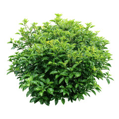 Obraz premium Lush green shrub with fresh rain droplets in a vibrant garden setting captured during daylight hours