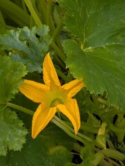 Bright zucchini flower in the shape of a star.
