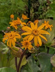 Bright yellow flowers of Ligularia dentata.