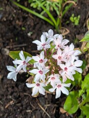 Numerous white phlox flowers close-up.