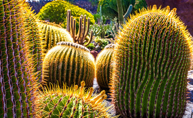 Beautiful сacti from tropical cactus garden (Jardin de Cactus) in Guatiza village. Location:...