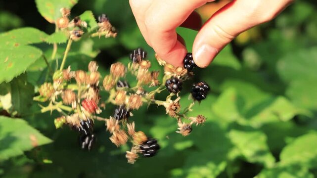 Blackberries hand harvesting from green bramble bush in summer forest. Close-up of natural organic berries, seasonal fruit picking in Czech Republic.