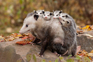 Virginia Opossum mother and young in autumn colors
