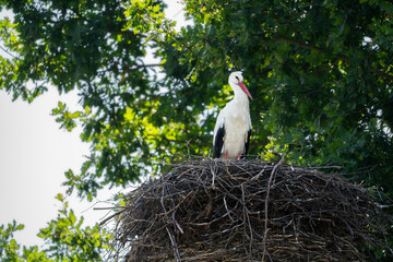A white stork with a red beak. Soon, these birds will leave Poland and fly to warm African countries. A stork in the nest.