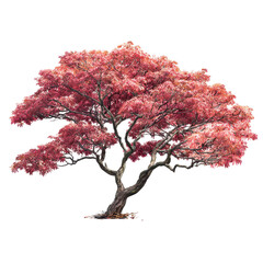 Fototapeta premium Vibrant red maple tree showcasing autumn leaves in a serene landscape, highlighting nature's beauty and seasonal change