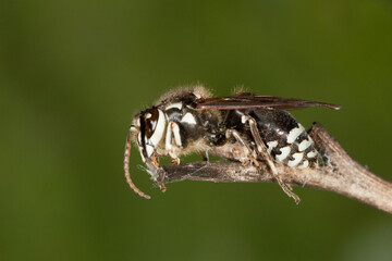 Bald Face Hornet taken in southern MN