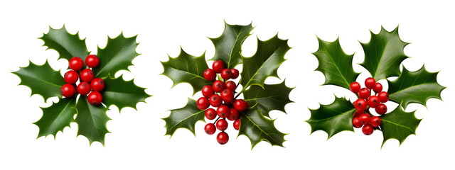 Festive holly berry sprigs add vibrant seasonal cheer for Christmas and winter holiday designs