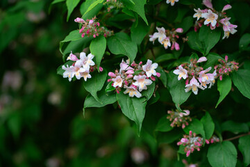 Blooming Kolkwitzia amabilis shrub with delicate pink and white flowers in natural light, close-up of branches with blossoms, spring garden scene, ornamental plant in full bloom.
