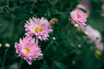 pink chrysanthemums on a green background