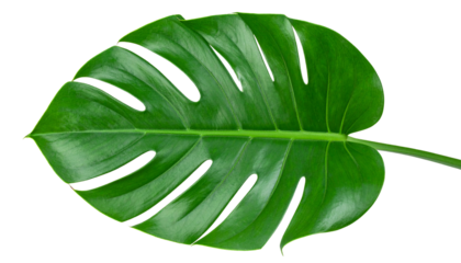 Green Leaf PNG, Fresh Natural Foliage, Transparent Background, Botanical Plant and Eco Friendly Design