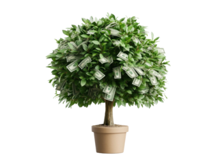 Money tree with dollar bills in pot on white background