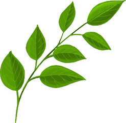 vector illustration of a green leaves