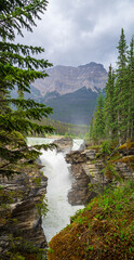 Athabasca Falls between the pine trees, Jasper NP, Canada © Sérgio Nogueira