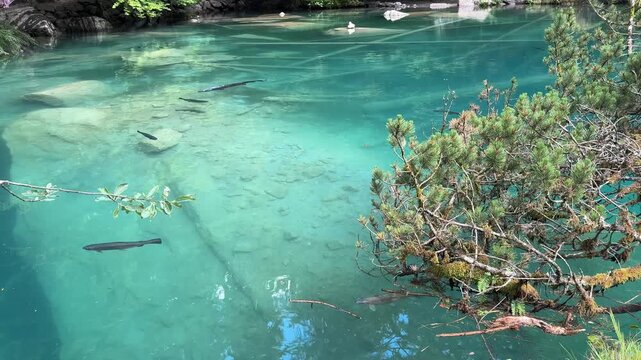 Crystal-clear Blausee lake in Switzerland, where the water is so transparent you can see fish swimming below. Pristine alpine nature, peaceful atmosphere, and stunning natural beauty. Kandergrund 