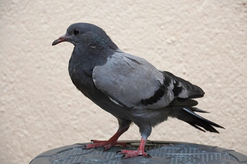 
young chick Rock dove close up nature bird