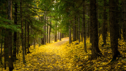 Obraz premium Serene Autumn Forest Path: Golden Leaves, Sunlight Dappled Trail, Peaceful Woodscape