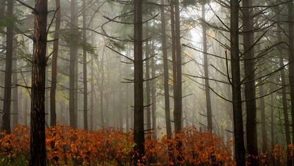 Obraz premium Misty Autumn Forest: Serene, Dreamlike Pine Trees and Copper Undergrowth
