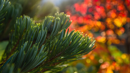 Vibrant Green Pine Needles Against a Blurred Autumnal Background: Nature Close-Up