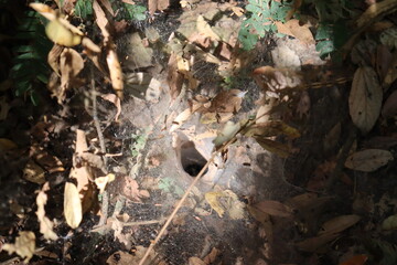 Insect or Spider Burrow in Ground