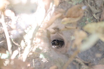 Insect or Spider Burrow in Ground