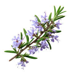 Obraz premium Rosemary herb branch with blooming lavender flowers in natural light background