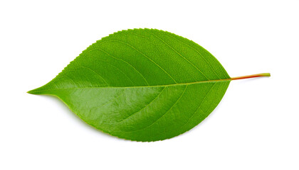 Obraz premium Single Vibrant Green Leaf Isolated on White Background; Studio Shot, Detailed Texture, Fresh Spring Nature Image.